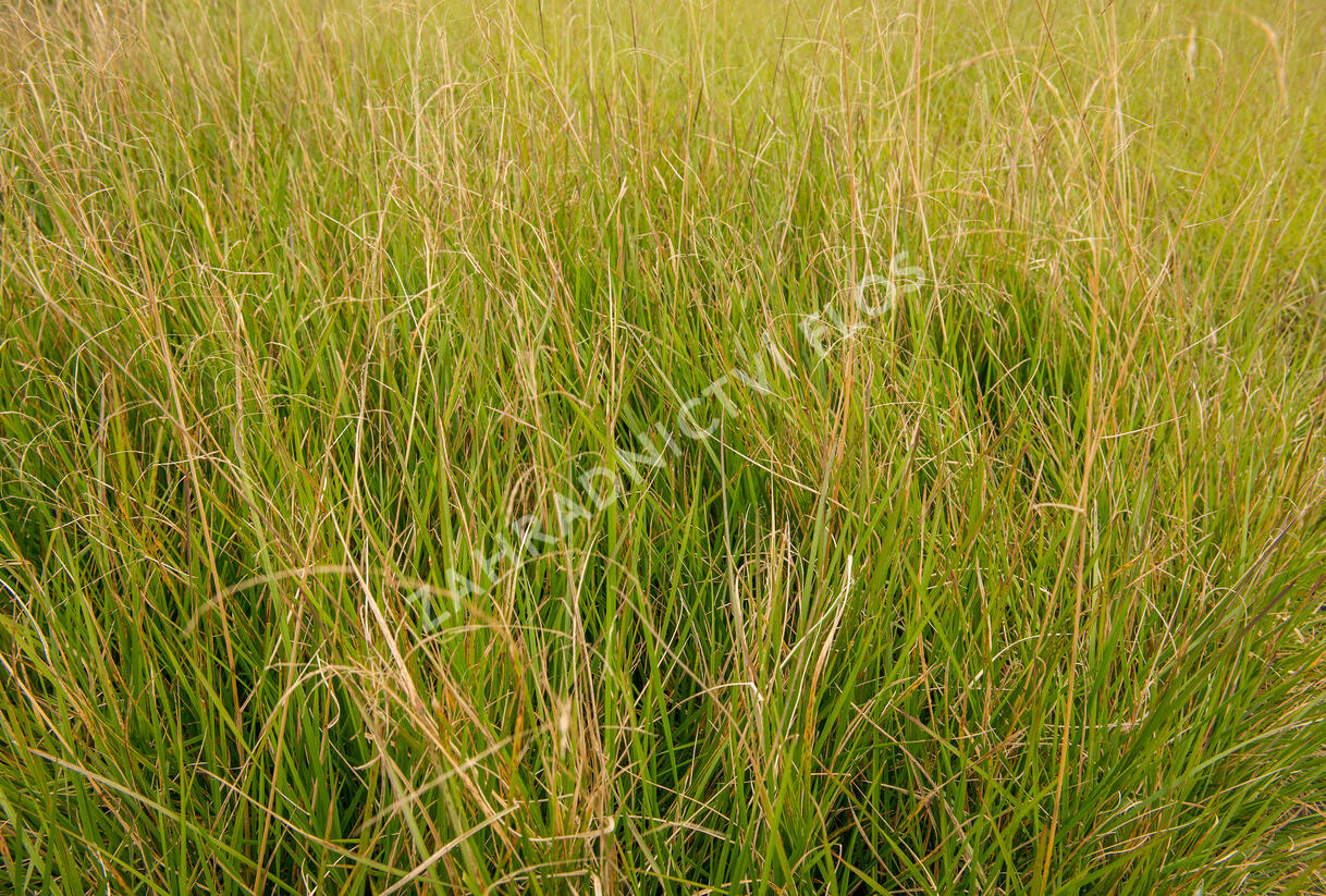Metlice trsnatá 'Goldschleier' - Deschampsia caespitosa 'Goldschleier'
