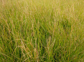 Metlice trsnatá 'Goldschleier' - Deschampsia caespitosa 'Goldschleier'