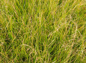 Metlice trsnatá 'Goldschleier' - Deschampsia caespitosa 'Goldschleier'