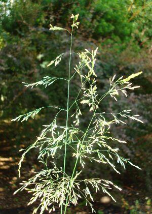 Metlice trsnatá 'Goldgehange' - Deschampsia caespitosa 'Goldgehange'