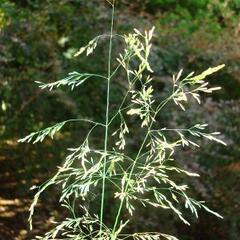 Metlice trsnatá 'Goldgehange' - Deschampsia caespitosa 'Goldgehange'