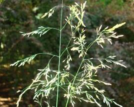 Metlice trsnatá 'Goldgehange'