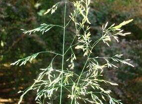 Metlice trsnatá 'Goldgehange' - Deschampsia caespitosa 'Goldgehange'