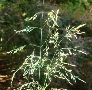 Metlice trsnatá 'Goldgehange'