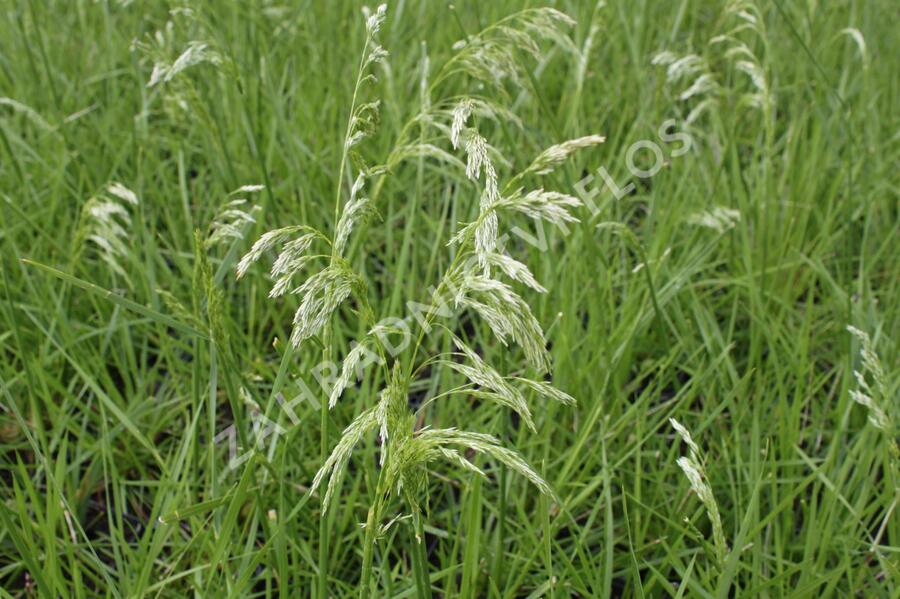 Metlice trsnatá 'Goldgehange' - Deschampsia caespitosa 'Goldgehange'