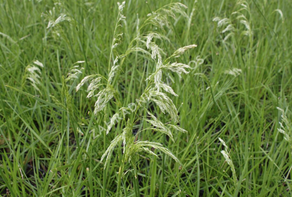 Metlice trsnatá 'Goldgehange' - Deschampsia caespitosa 'Goldgehange'