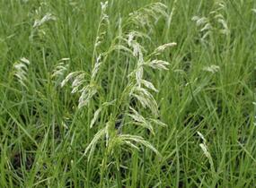 Metlice trsnatá 'Goldgehange' - Deschampsia caespitosa 'Goldgehange'