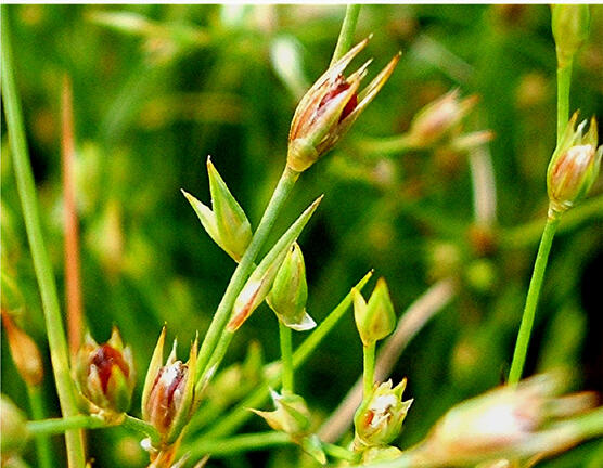 Sítina žabí - Juncus bufonius