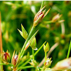 Sítina žabí - Juncus bufonius