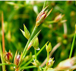 Sítina žabí - Juncus bufonius