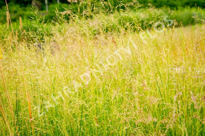 Metlice trsnatá 'Pixie Fountain' - Deschampsia caespitosa 'Pixie Fountain'