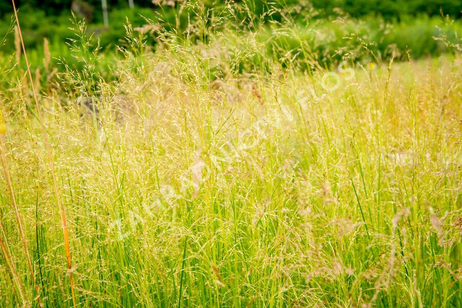 Metlice trsnatá 'Pixie Fountain' - Deschampsia caespitosa 'Pixie Fountain'