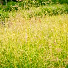 Metlice trsnatá 'Pixie Fountain' - Deschampsia caespitosa 'Pixie Fountain'