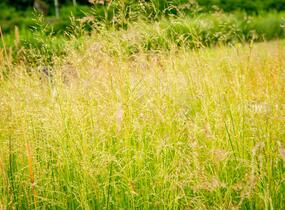 Metlice trsnatá 'Pixie Fountain' - Deschampsia caespitosa 'Pixie Fountain'