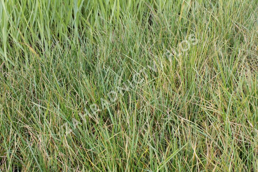 Metlice trsnatá 'Pixie Fountain' - Deschampsia caespitosa 'Pixie Fountain'
