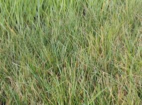 Metlice trsnatá 'Pixie Fountain' - Deschampsia caespitosa 'Pixie Fountain'