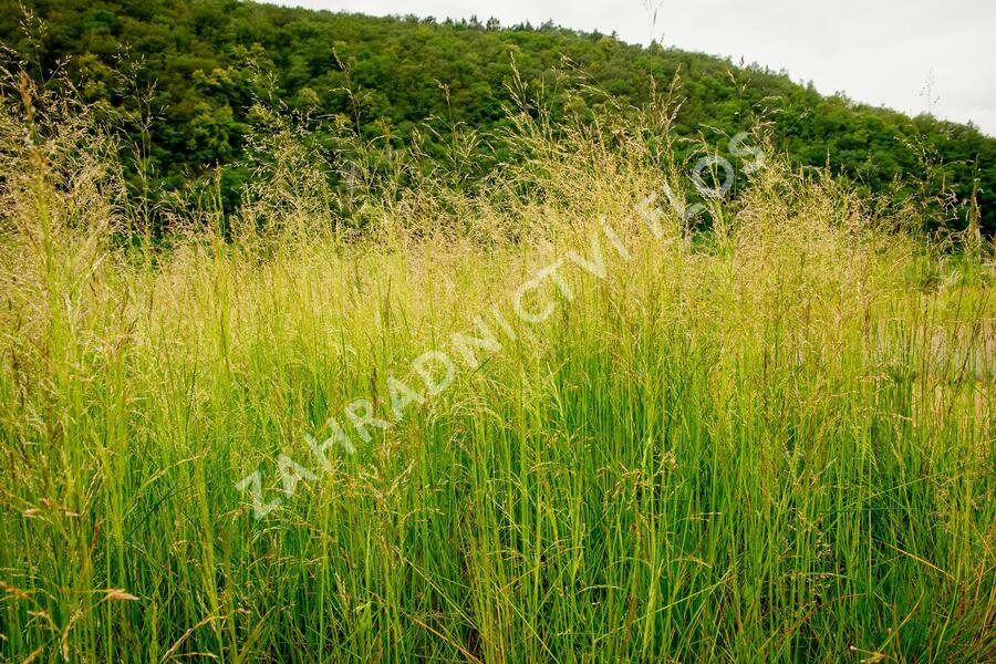 Metlice trsnatá 'Pixie Fountain' - Deschampsia caespitosa 'Pixie Fountain'