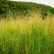 Metlice trsnatá 'Pixie Fountain' - Deschampsia caespitosa 'Pixie Fountain'