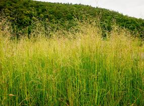 Metlice trsnatá 'Pixie Fountain' - Deschampsia caespitosa 'Pixie Fountain'