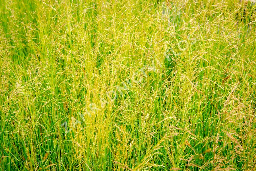 Metlice trsnatá 'Pixie Fountain' - Deschampsia caespitosa 'Pixie Fountain'