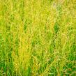 Metlice trsnatá 'Pixie Fountain' - Deschampsia caespitosa 'Pixie Fountain'