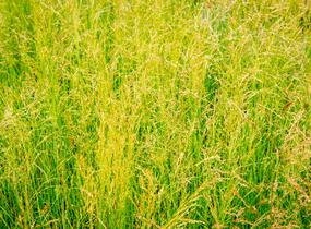 Metlice trsnatá 'Pixie Fountain' - Deschampsia caespitosa 'Pixie Fountain'