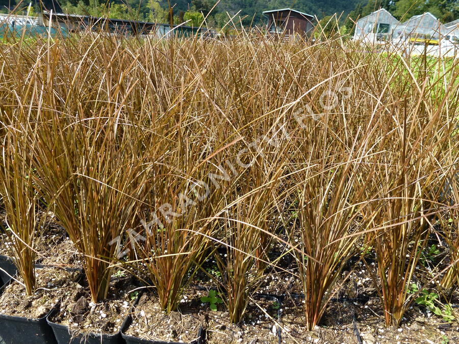 Ostřice Petreiova - Carex petriei