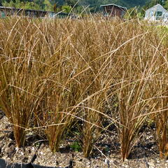 Ostřice Petreiova - Carex petriei