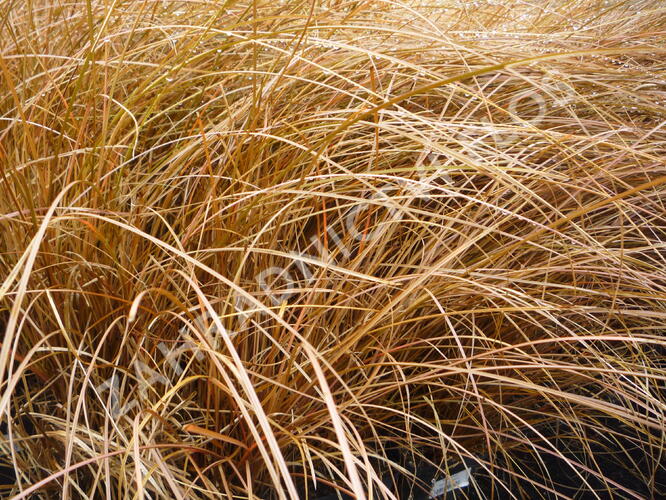 Ostřice Petreiova - Carex petriei