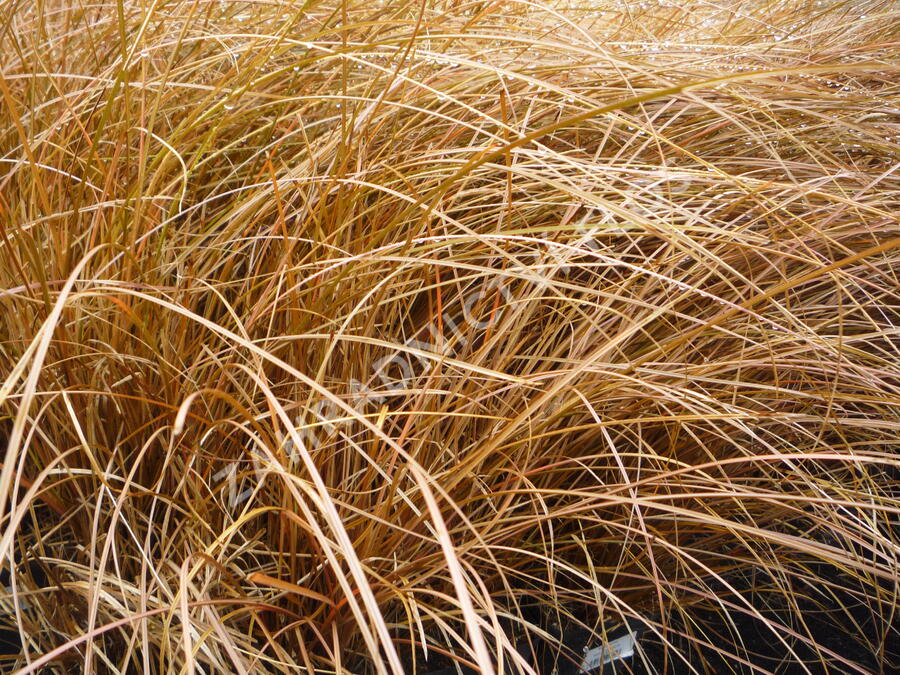 Ostřice Petreiova - Carex petriei