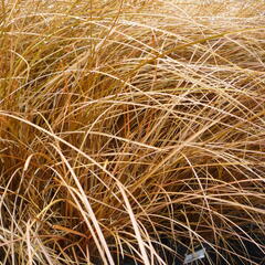 Ostřice Petreiova - Carex petriei