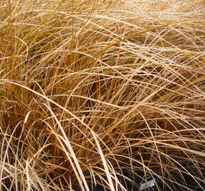 Ostřice Petreiova - Carex petriei