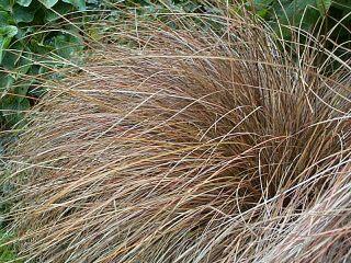 Ostřice Petreiova - Carex petriei