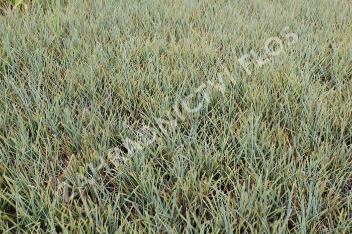 Ostřice prosová 'Pamira' - Carex panicea 'Pamira'