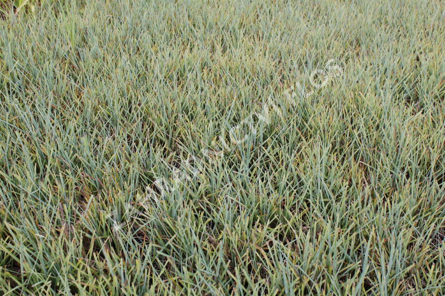 Ostřice prosová 'Pamira' - Carex panicea 'Pamira'