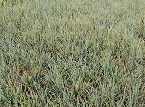 Ostřice prosová 'Pamira' - Carex panicea 'Pamira'
