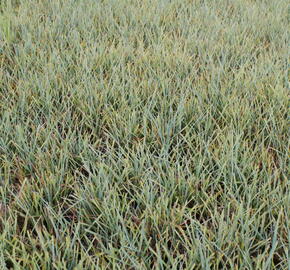 Ostřice prosová 'Pamira' - Carex panicea 'Pamira'