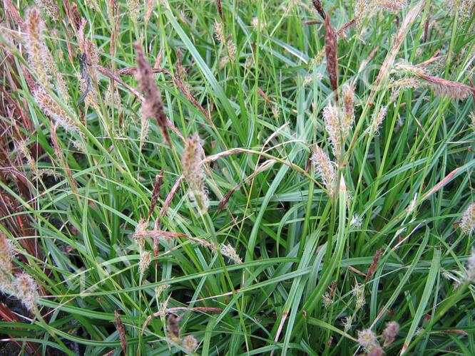 Ostřice ošimenská 'Green Wonder' - Carex oshimensis 'Green Wonder'
