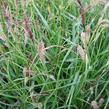 Ostřice ošimenská 'Green Wonder' - Carex oshimensis 'Green Wonder'
