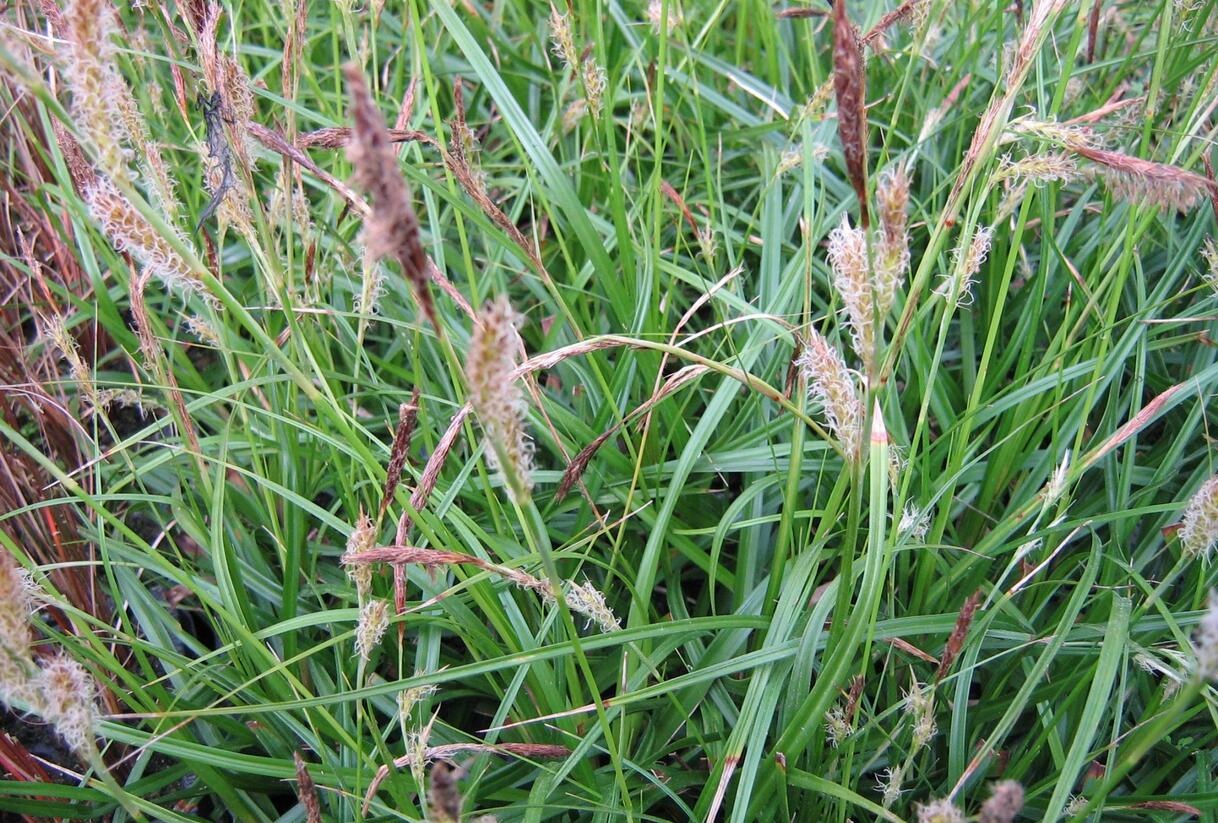 Ostřice ošimenská 'Green Wonder' - Carex oshimensis 'Green Wonder'