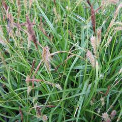 Ostřice ošimenská 'Green Wonder' - Carex oshimensis 'Green Wonder'