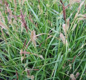 Ostřice ošimenská 'Green Wonder' - Carex oshimensis 'Green Wonder'