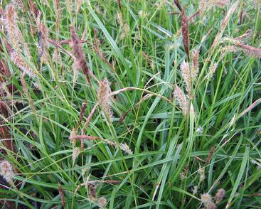 Ostřice ošimenská 'Green Wonder'