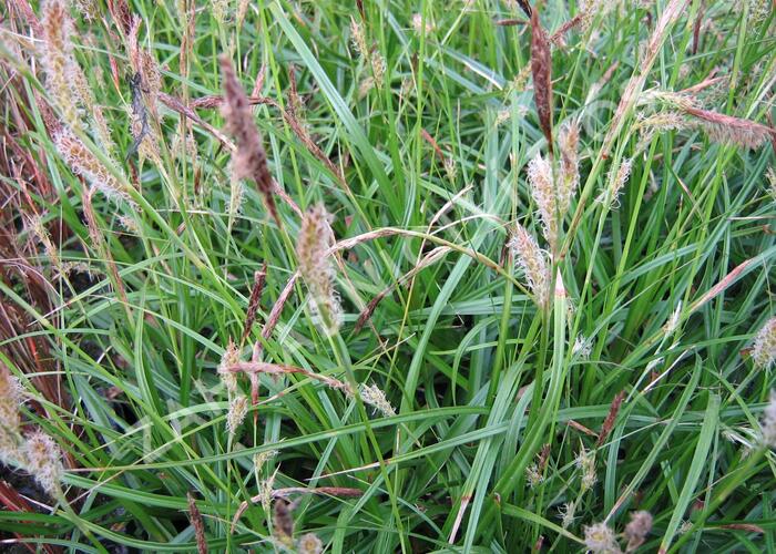Ostřice ošimenská 'Green Wonder' - Carex oshimensis 'Green Wonder'