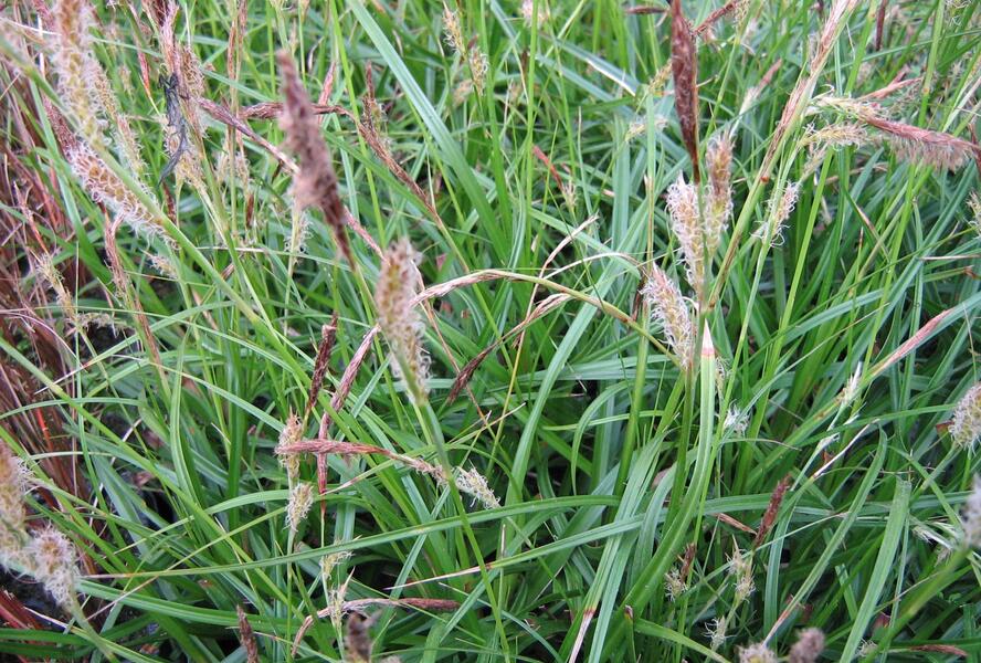 Ostřice ošimenská 'Green Wonder' - Carex oshimensis 'Green Wonder'