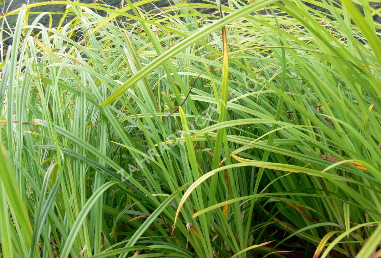 Ostřice Grayova - Carex grayi