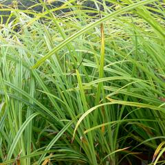 Ostřice Grayova - Carex grayi