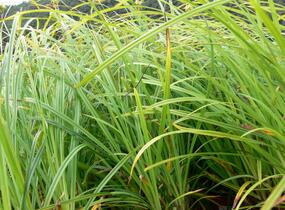 Ostřice Grayova - Carex grayi