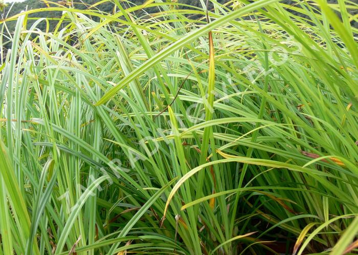 Ostřice Grayova - Carex grayi