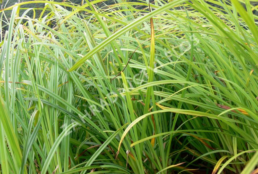 Ostřice Grayova - Carex grayi